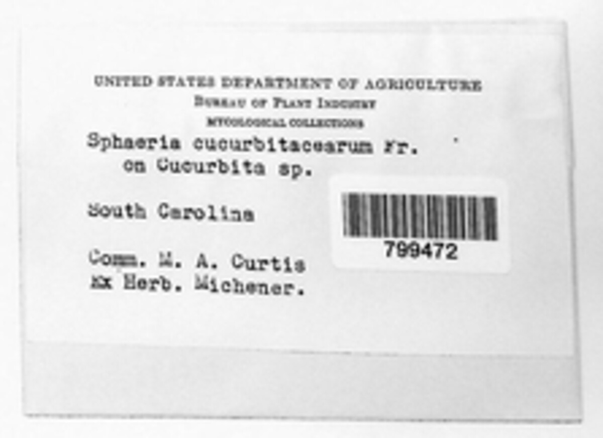 Stagonosporopsis cucurbitacearum image